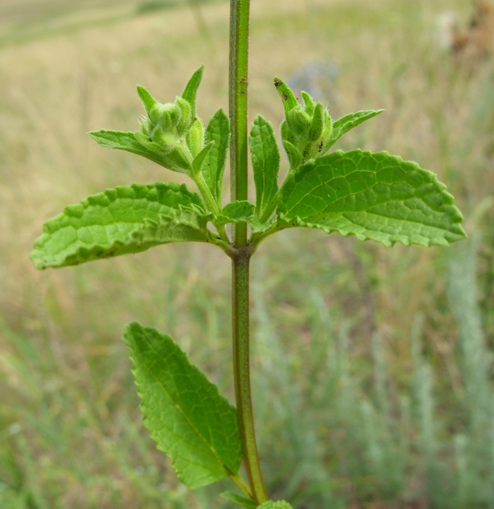 Изображение особи Stachys annua.