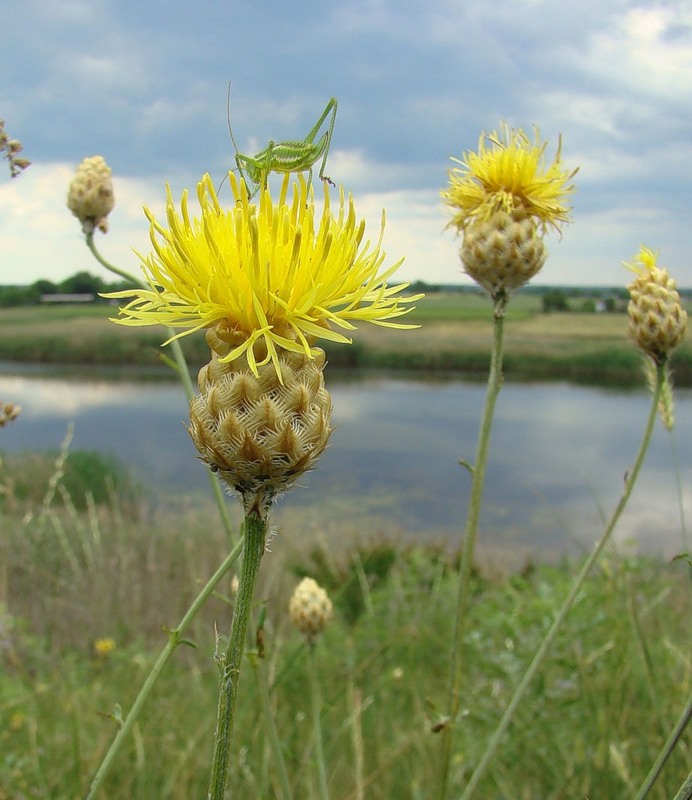 Изображение особи Centaurea orientalis.