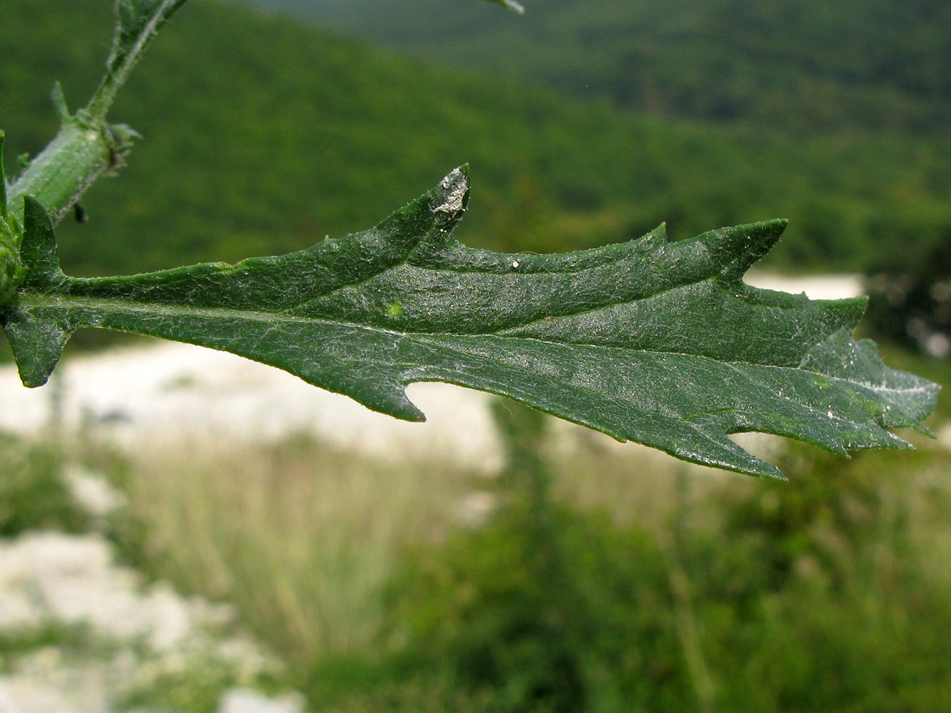 Изображение особи Senecio grandidentatus.