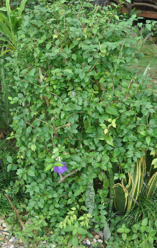 Изображение особи Thunbergia erecta.