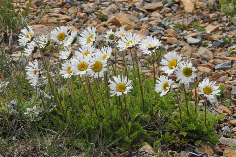 Image of Pyrethrum karelinii specimen.