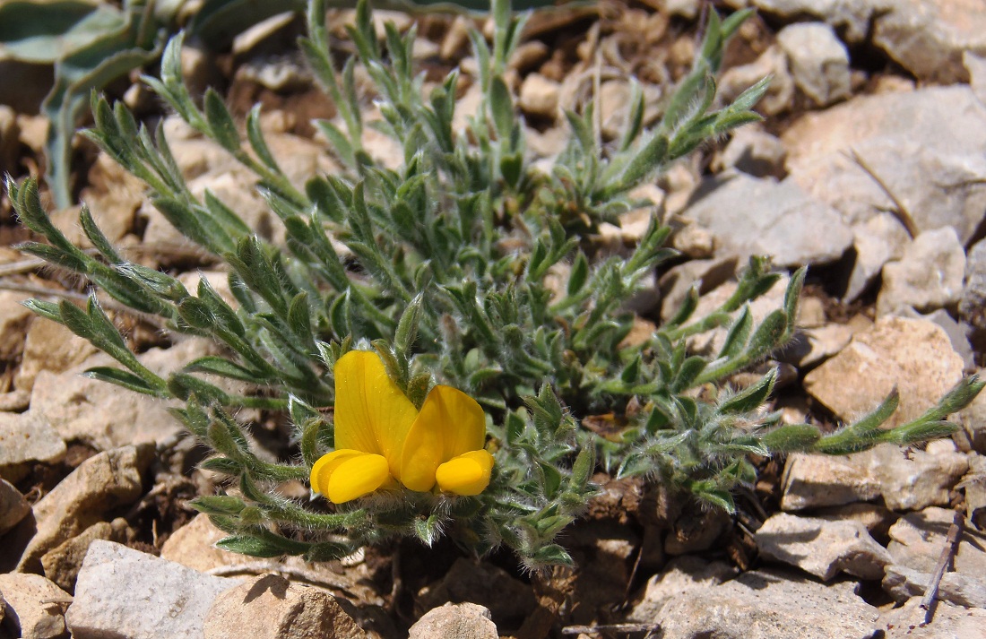 Image of Genista millii specimen.