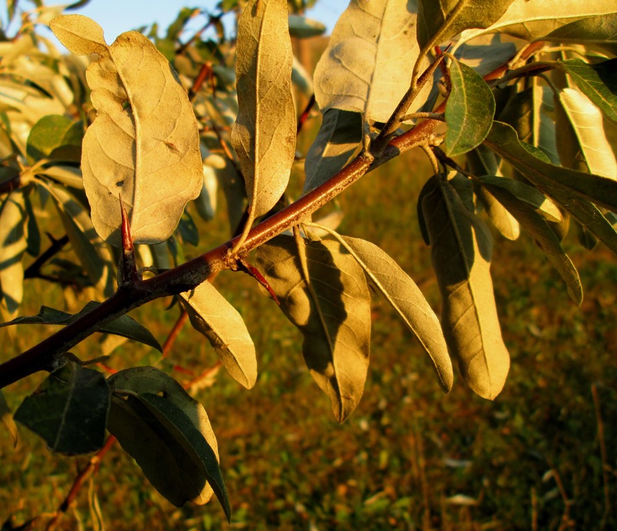 Image of Elaeagnus angustifolia specimen.