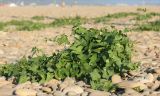 Cynanchum acutum. Вегетирующее растение на галечном пляже. Черноморское побережье Кавказа, г. Новороссийск, Суджукская коса. 14 сентября 2013 г.