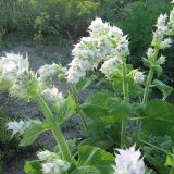 Salvia sclarea