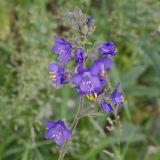 Polemonium caucasicum