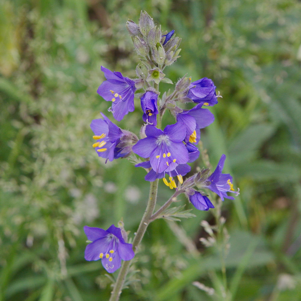 Image of Polemonium caucasicum specimen.