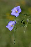 Linum macrorhizum