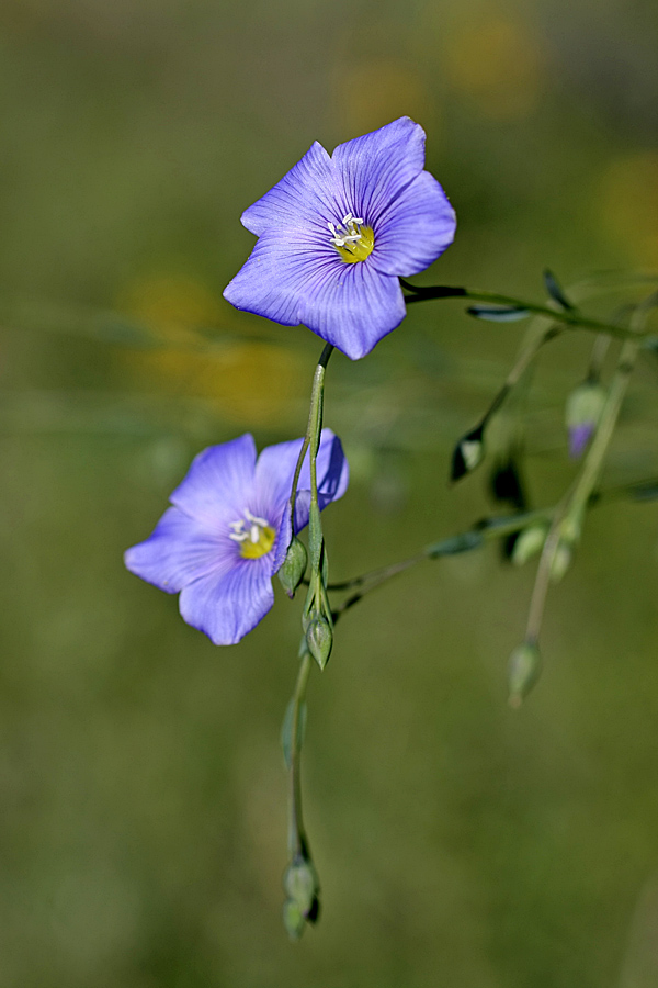 Image of Linum macrorhizum specimen.