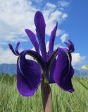 Iris laevigata