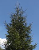 род Picea