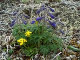 Delphinium chamissonis
