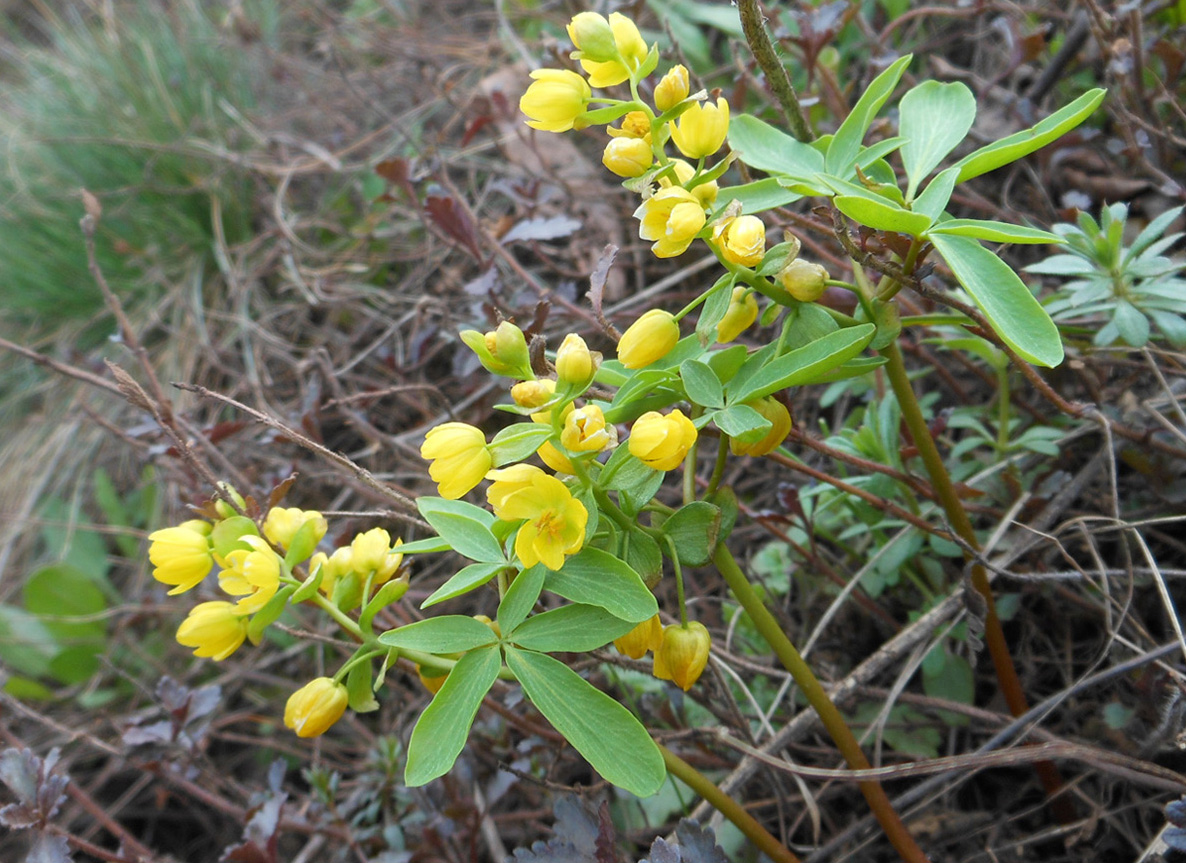 Image of Gymnospermium odessanum specimen.