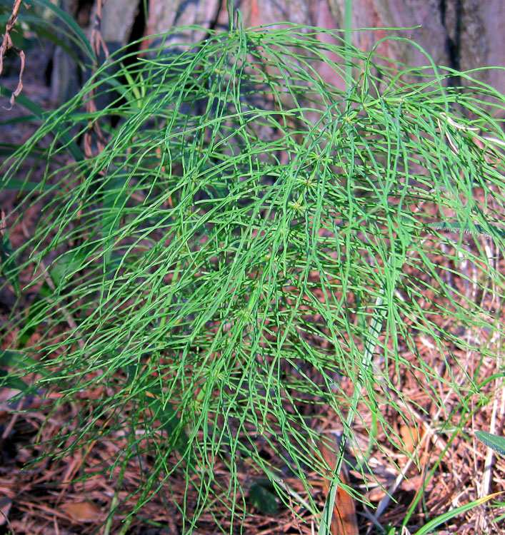 Image of Equisetum pratense specimen.