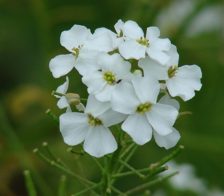 Изображение особи Dontostemon pinnatifidus.