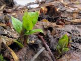 Myosoton aquaticum. Молодые побеги на берегу реки. Ленинградская обл., Ломоносовский р-н, дер. Лопухинка. 27.03.2011.