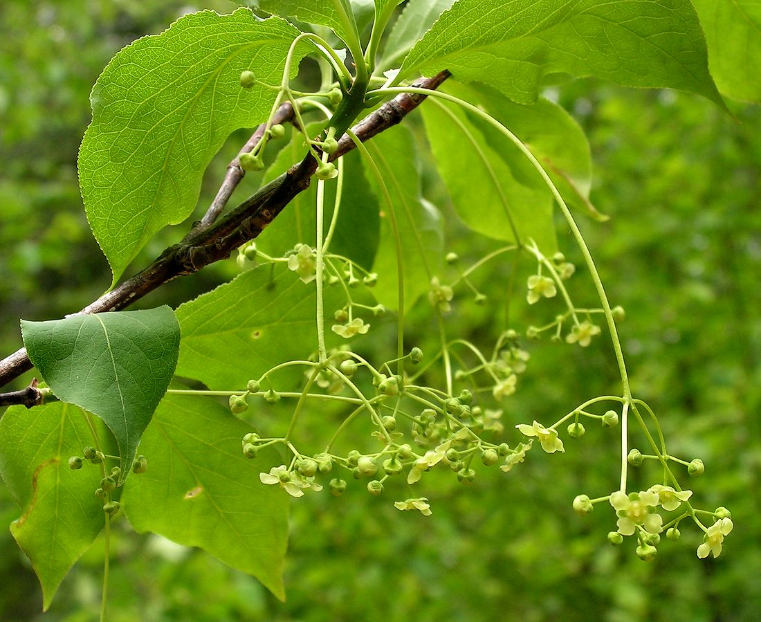 Image of Euonymus macropterus specimen.