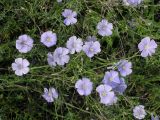 Linum austriacum