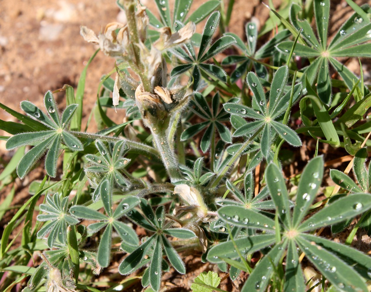 Image of Lupinus palaestinus specimen.