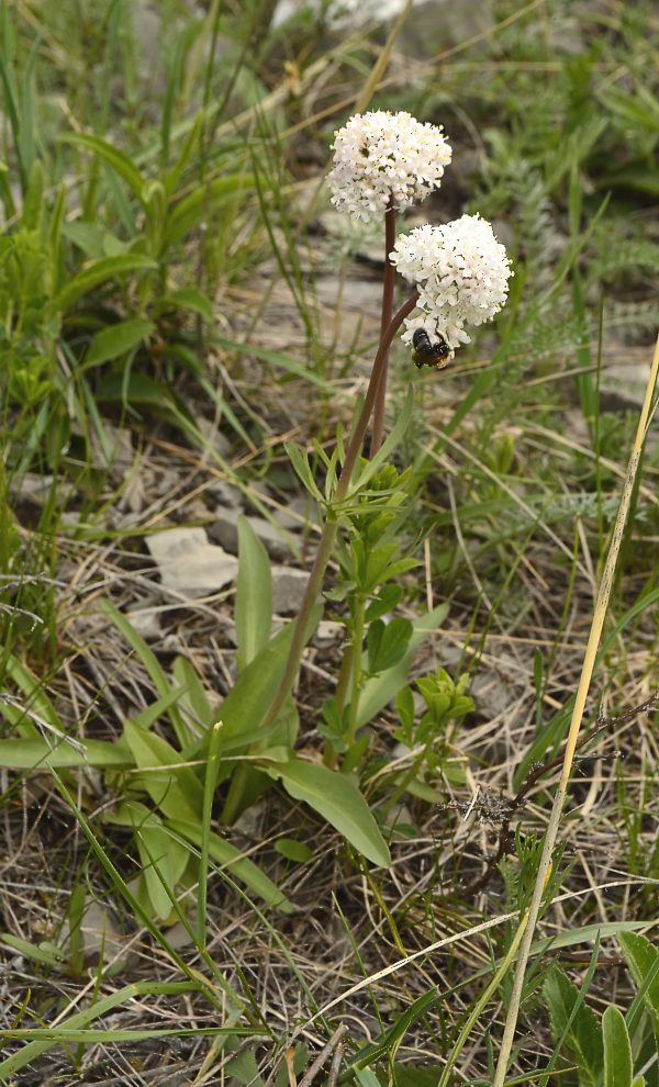 Изображение особи Valeriana tuberosa.