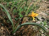 Tulipa biebersteiniana