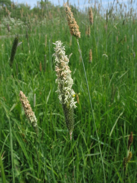 Image of Alopecurus pratensis specimen.