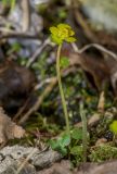 Chrysosplenium sibiricum