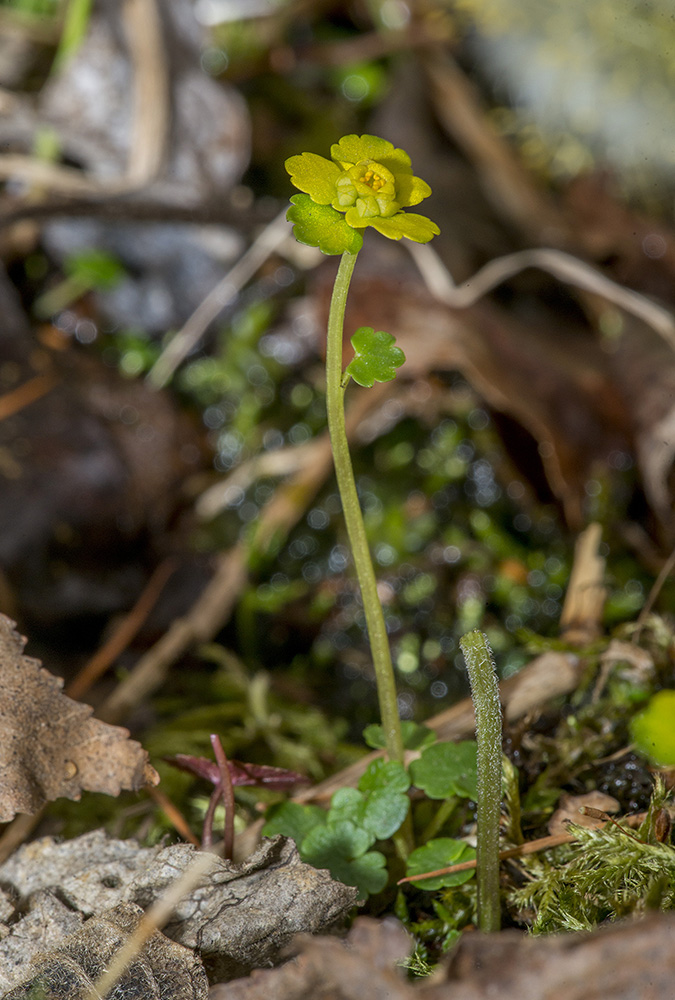 Image of Chrysosplenium sibiricum specimen.