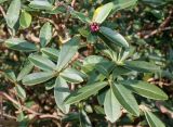 genus Daphne. Верхушки побегов с соцветием в бутонах. Германия, г. Дюссельдорф, Ботанический сад университета. 13.03.2014.