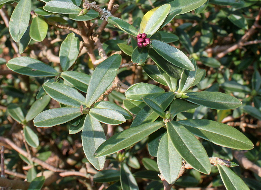 Image of genus Daphne specimen.