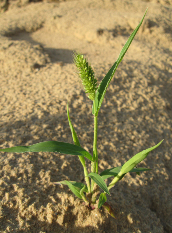 Image of Setaria viridis specimen.