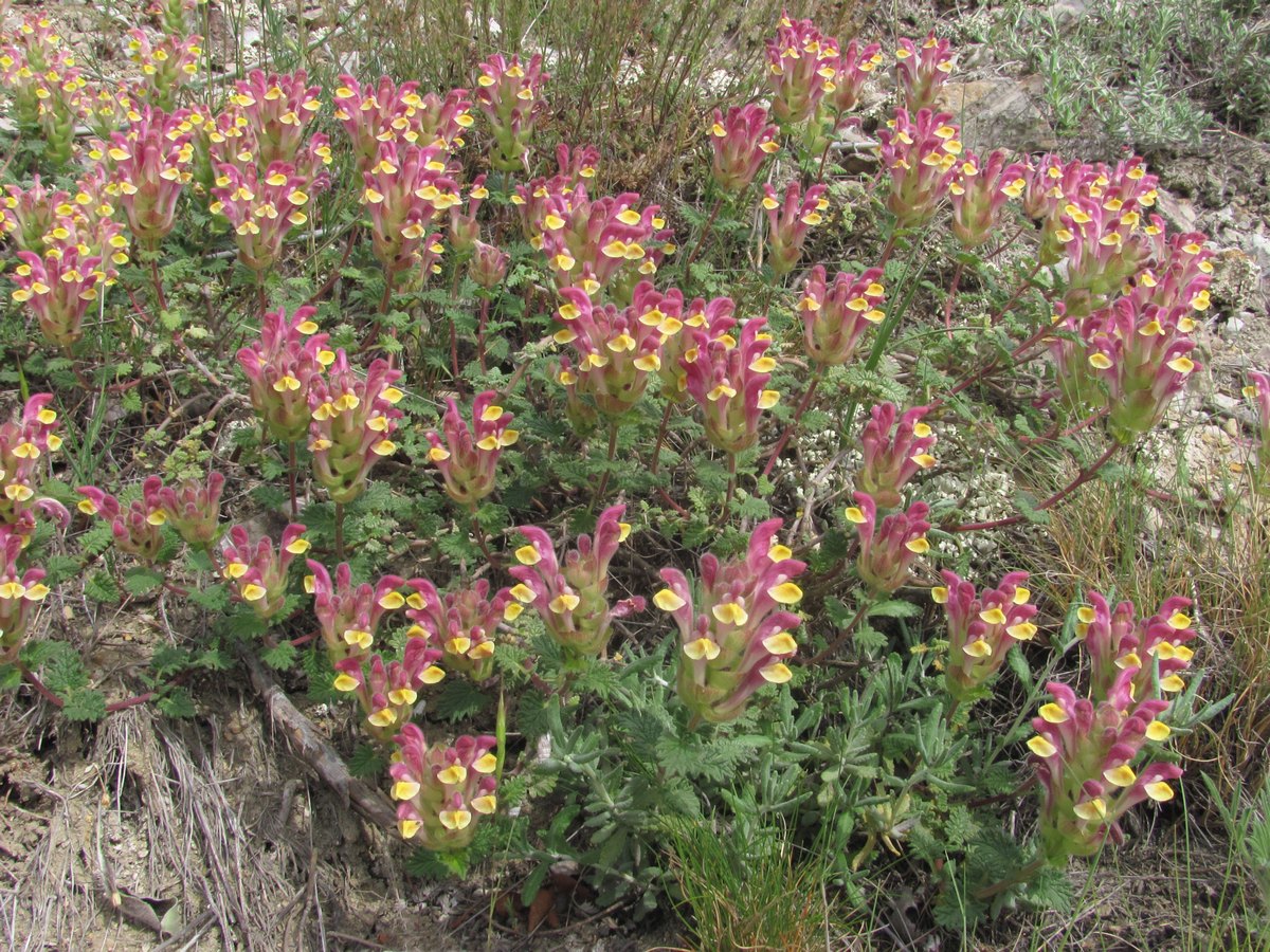 Image of Scutellaria orientalis specimen.