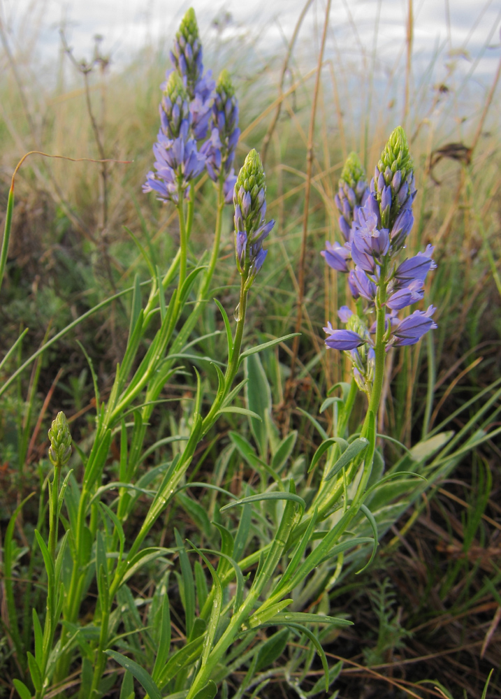 Image of Polygala comosa specimen.