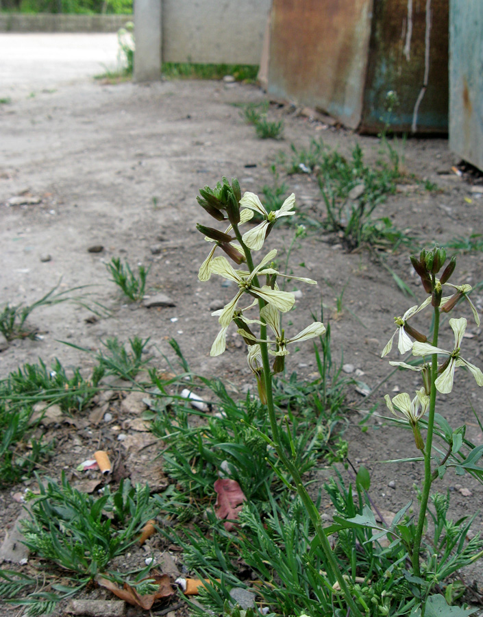 Изображение особи Eruca sativa.