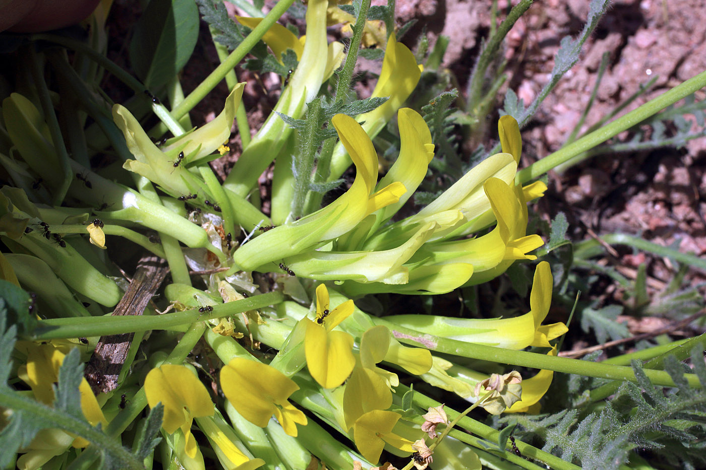 Изображение особи Astragalus aksaricus.