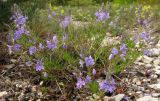 Veronica multifida. Цветущее растение. Краснодарский край, м/о г. Новороссийск, окр. пос. Абрау-Дюрсо, можжевеловое редколесье. 26.04.2014.