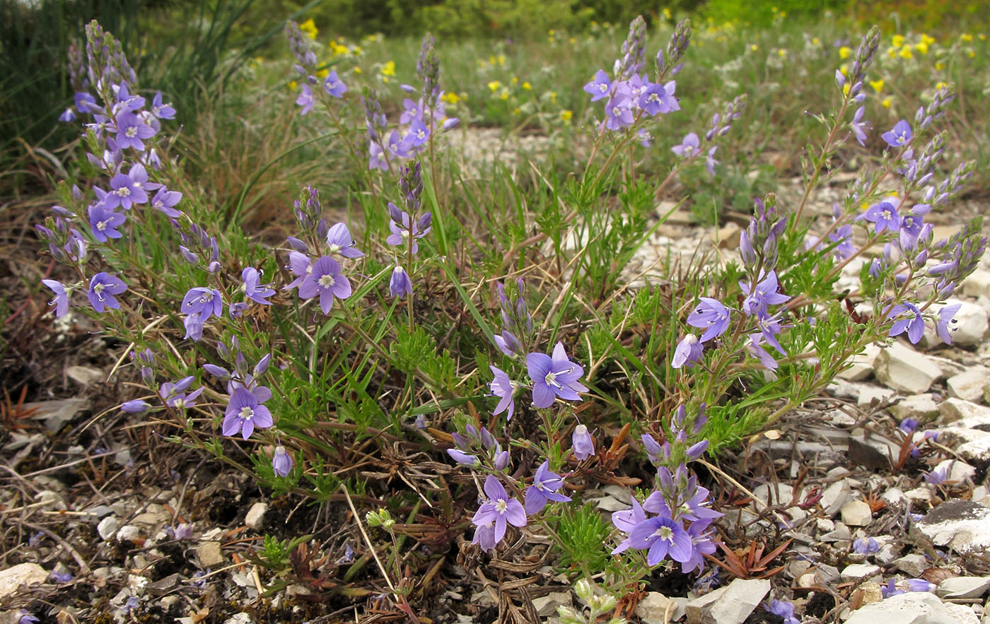 Изображение особи Veronica multifida.