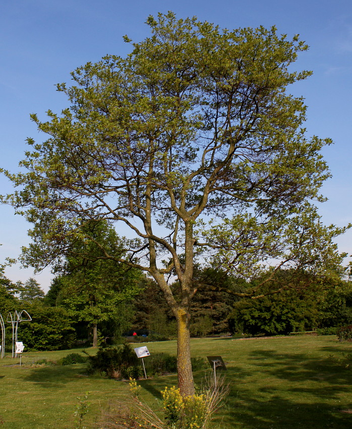 Image of Sassafras albidum specimen.