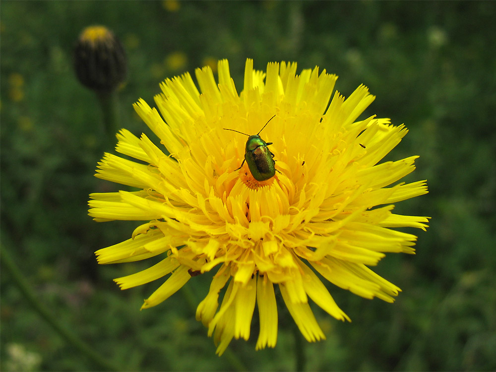 Изображение особи Trommsdorffia maculata.