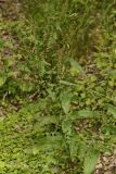 Rumex conglomeratus. Плодоносящие растения. Молдова, Каларашский р-н, лес возле с. Бравичи. 26.06.2014.