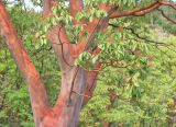 Arbutus andrachne