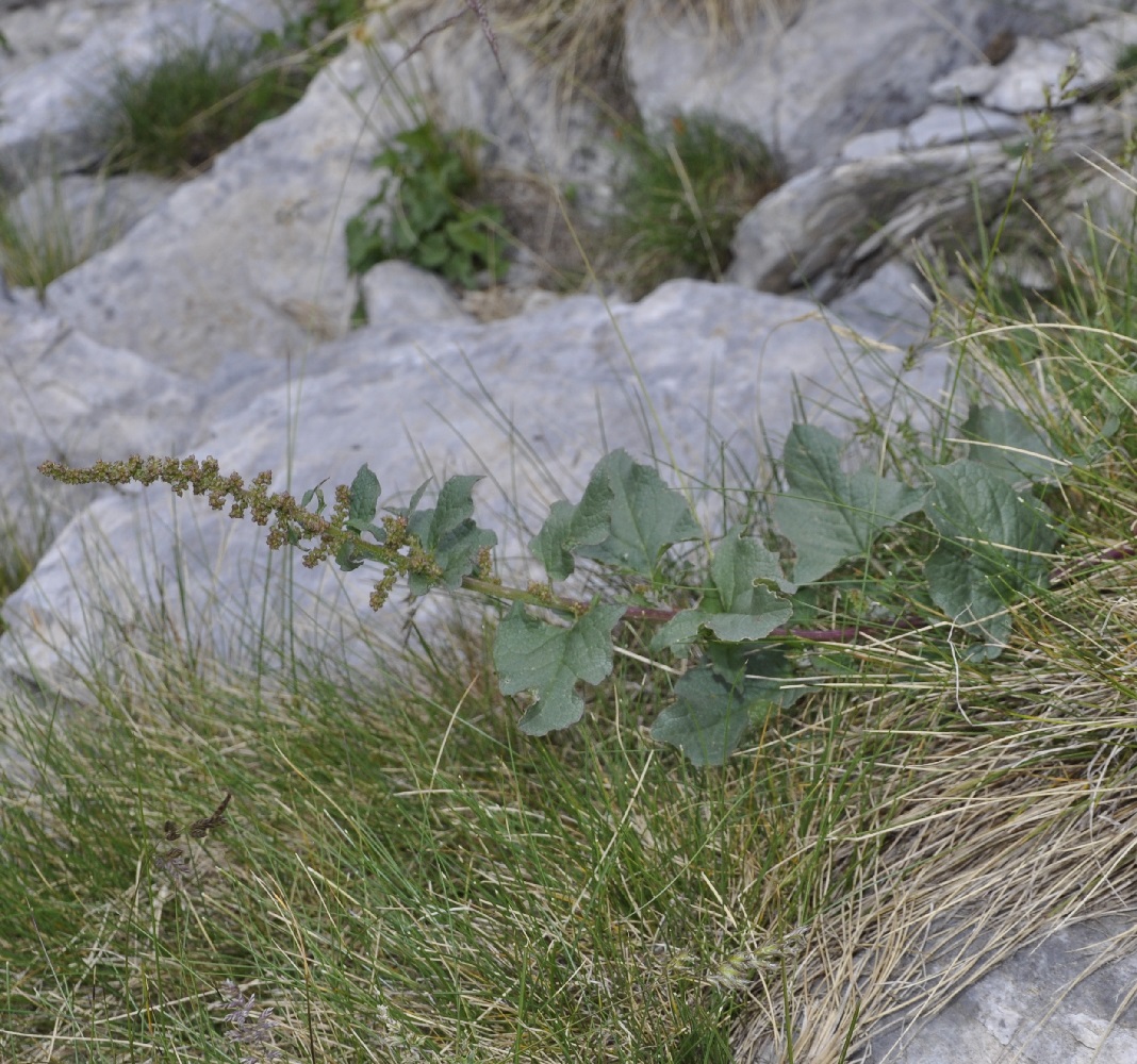 Image of Blitum bonus-henricus specimen.