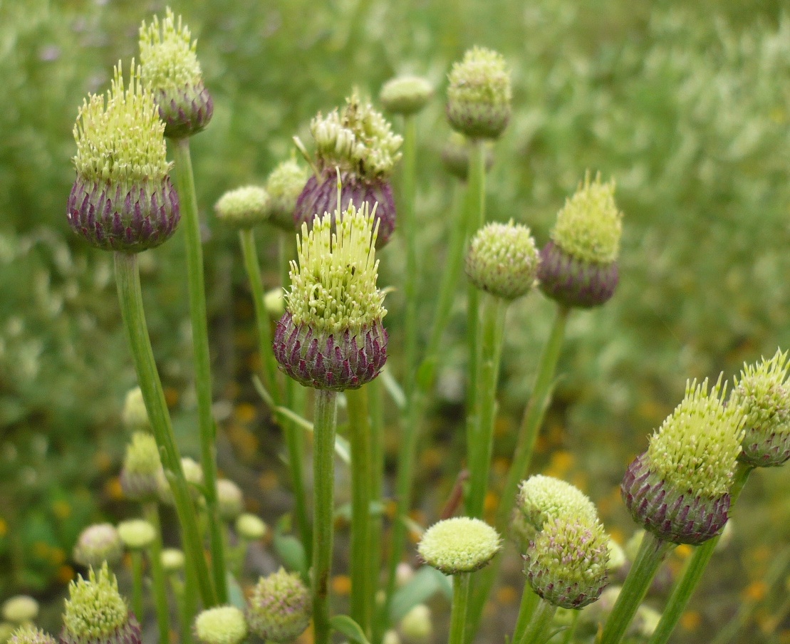 Изображение особи Cirsium setosum.