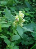 Galeopsis speciosa. Верхушка цветущего растения. Камчатский край, г. Петропавловск-Камчатский, Октябрьский р-н, увлажнённый луг. 11.08.2014.