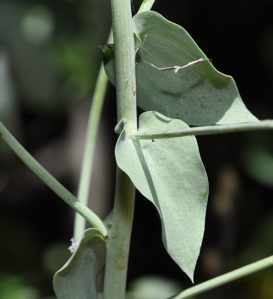 Image of Linaria genistifolia ssp. dalmatica specimen.