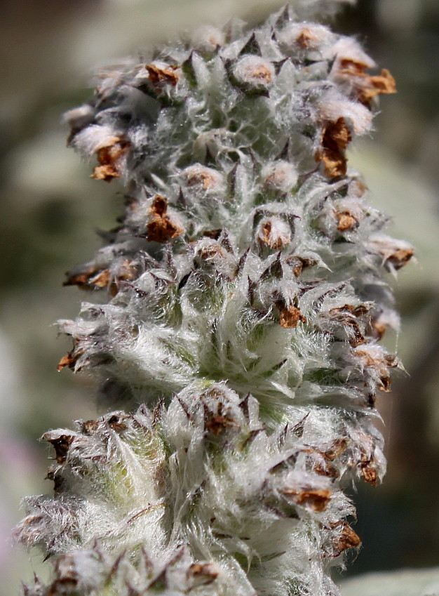 Image of Stachys byzantina specimen.