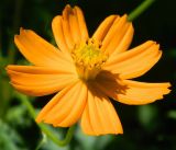 Cosmos sulphureus