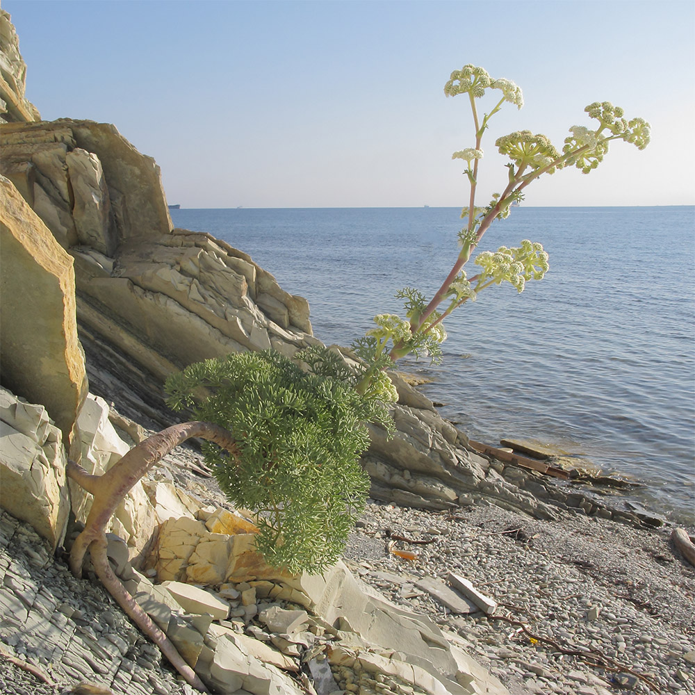 Image of Seseli ponticum specimen.