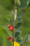 genus Cotoneaster