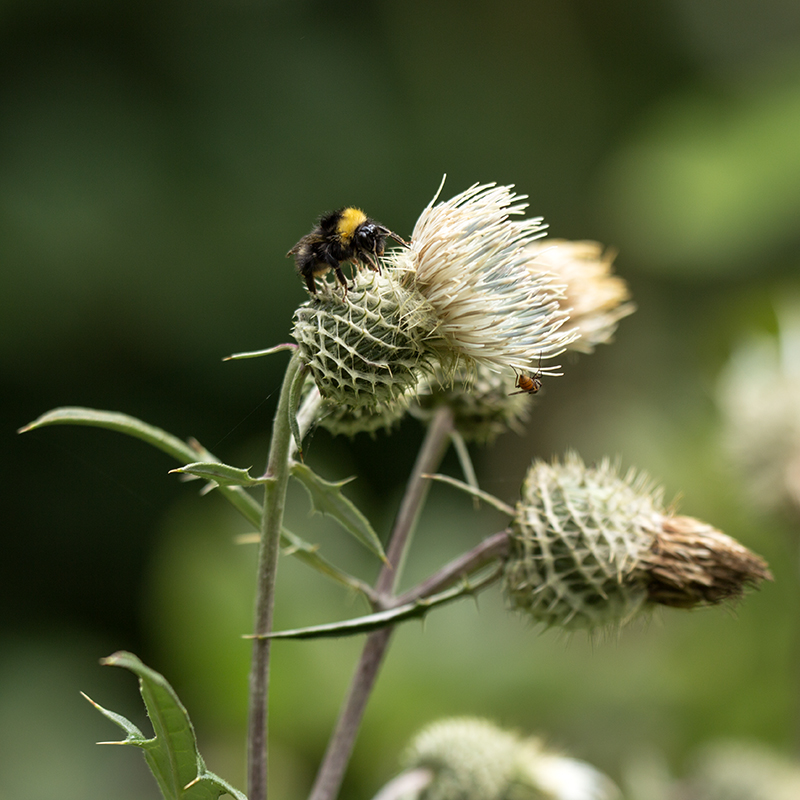 Image of Cirsium chlorocomos specimen.